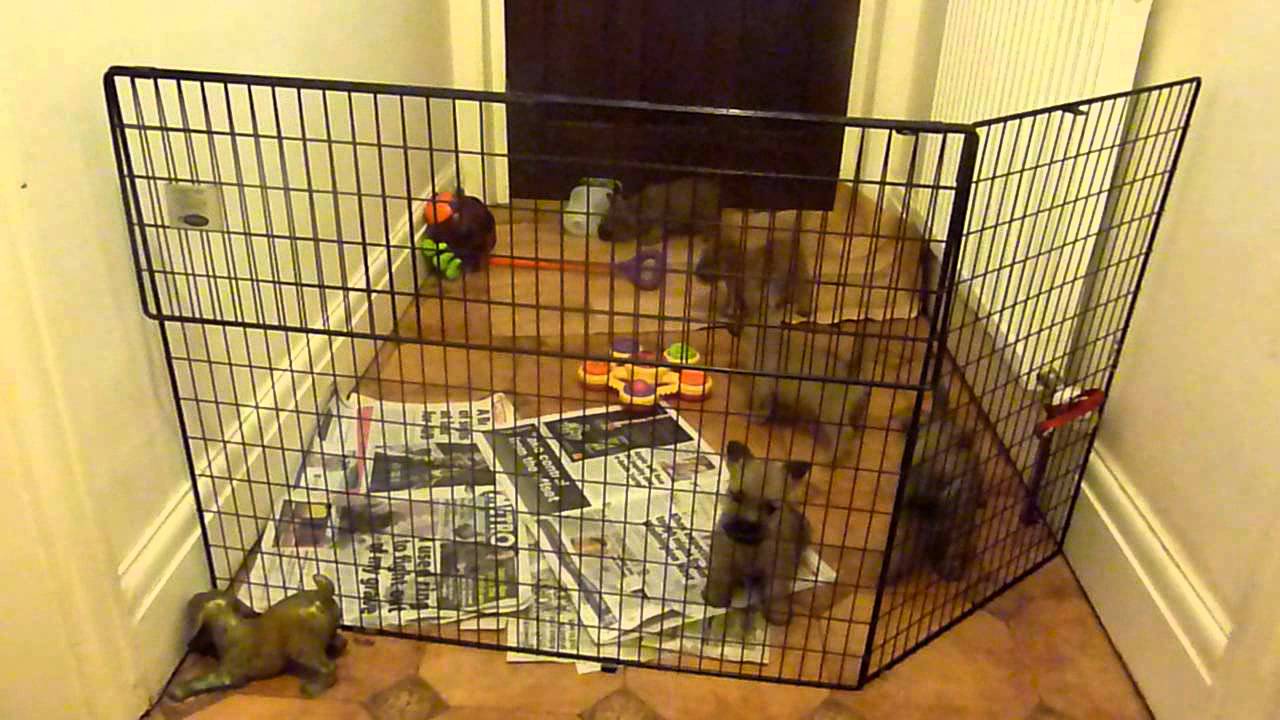 Sophie Uzi Cairn Terrier pups 7 weeks.MOV