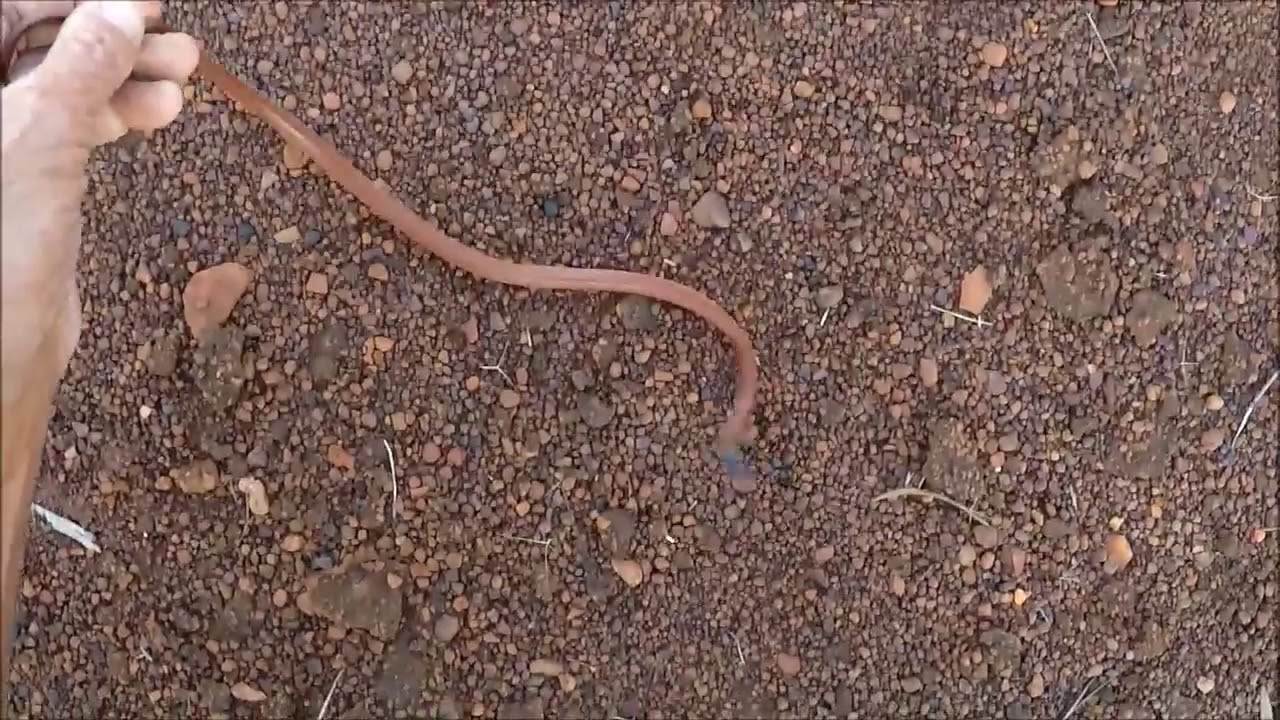 Pygmy Python Heaven - Gascoyne, Western Australia