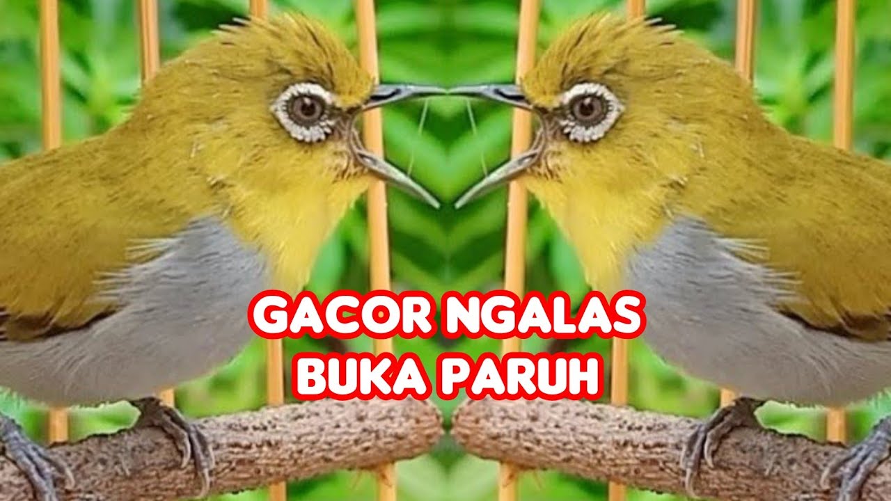 Suara Pleci Bustomi Gacor Ngalas BukPar Full Isian &lrm;@SONSIN Net