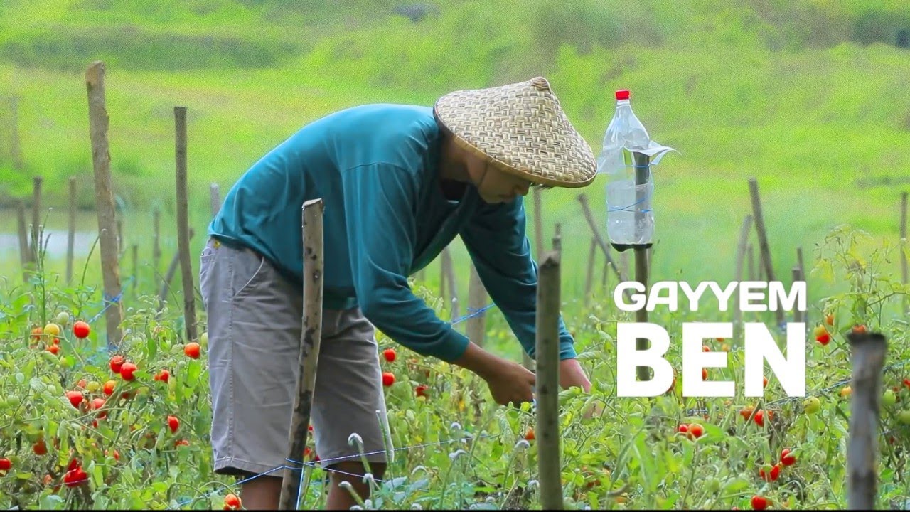 TOMATOES - Harvest tomatoes, make ketchup, tomato sauce and jam from scratch! [Gayyem Ben]