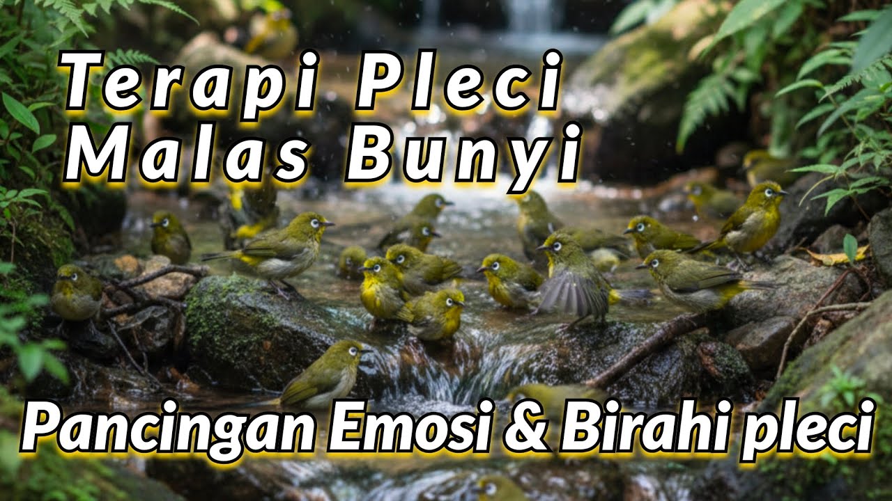 Terapi Pleci Malas Bunyi: Perhatikan Plecimu! Audio Smart Mastering Terapi Air Dan Ciak Betina Pleci