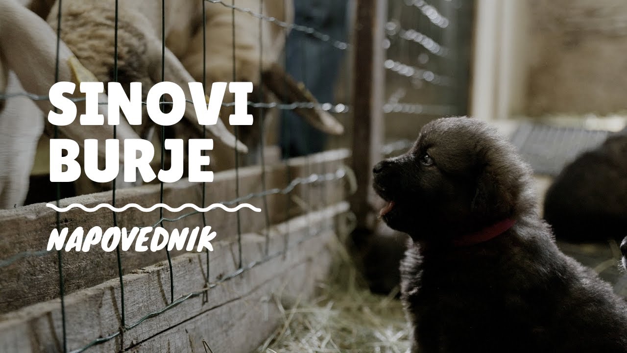 Sinovi burje (napovednik), dokumentarec