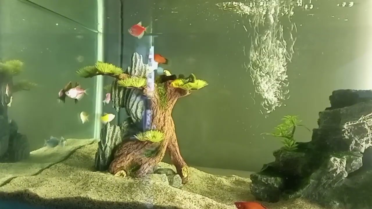 Petite Paradise Water World