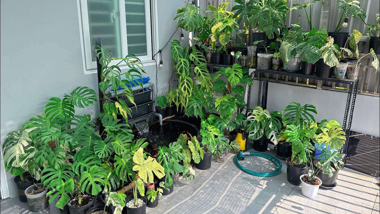 Mình Có Monstera Form Xanh 