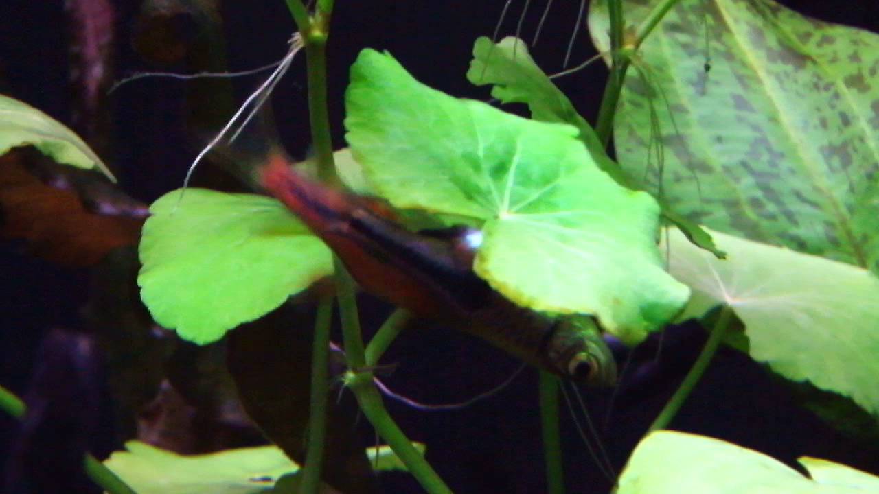 Espei  Rasboras Spawning