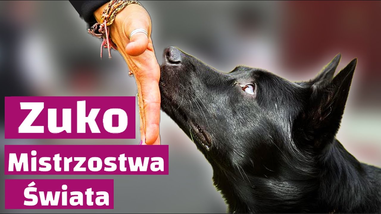 MISTRZOSTWA ŚWIATA OBEDIENCE 2015 - Australian Kelpie Zuko - Magdalena Łęczycka-Mrzygłód