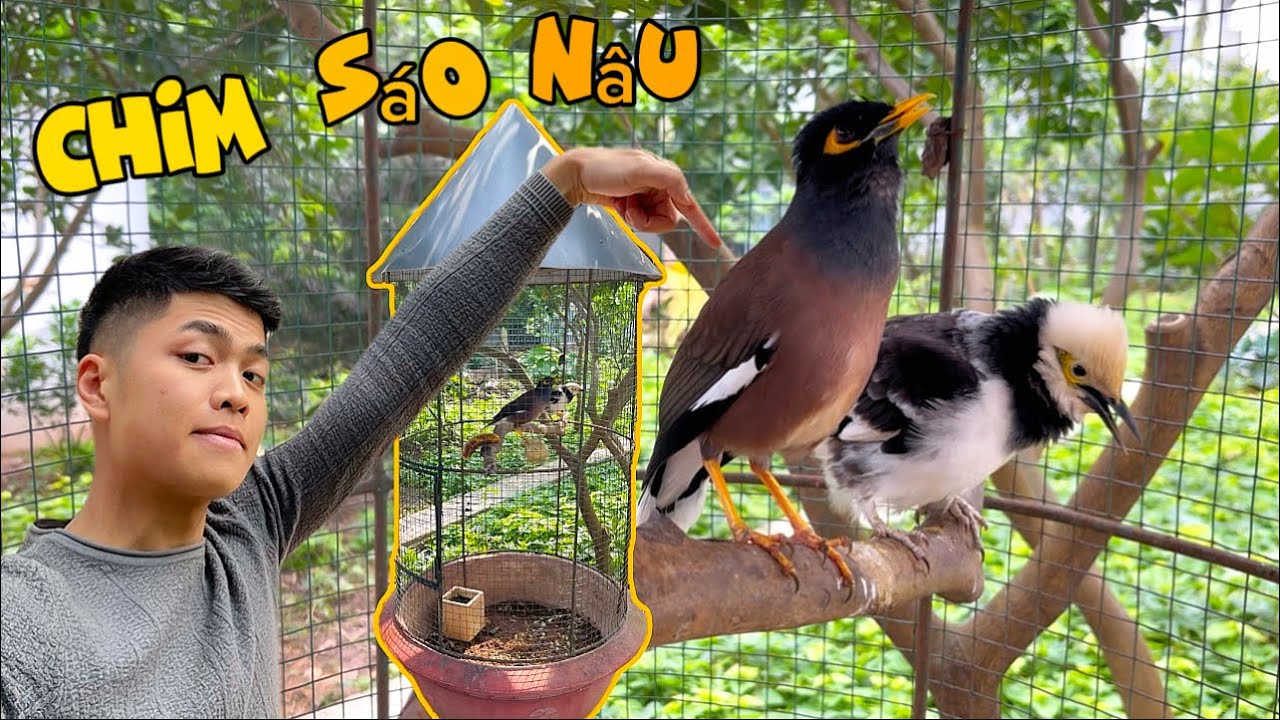 Giới Thiệu chim SÁO NÂU - Loài chim HỌC NÓI GIỎI & HÓT HAY dành cho người MỚI CHƠI || Đạt Bird TV
