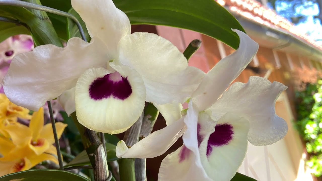 春石斛剪枝育苗懒人方法多次出苗巜天养兰花outdoor orchids 3》softcane dendrobium cuttings