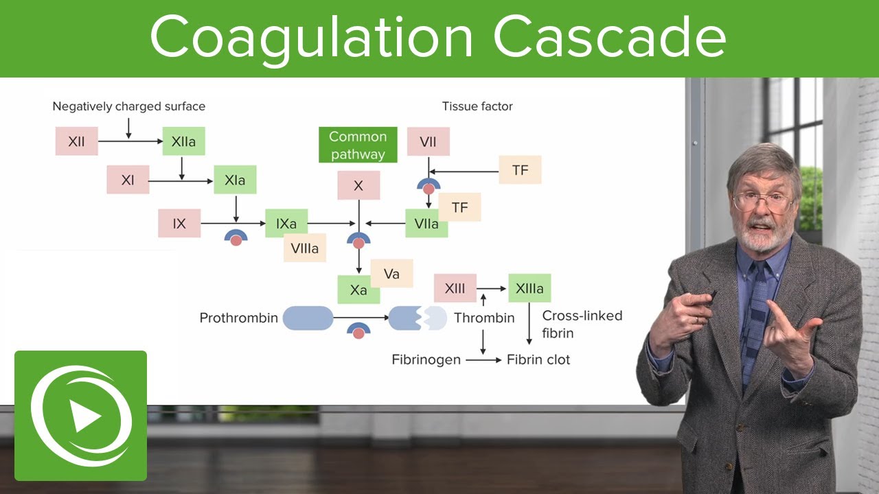 Coagulation Cascade | Cellular Pathology