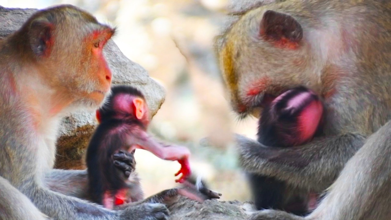 A mother monkey is tenderly and lovingly taking care of her baby.