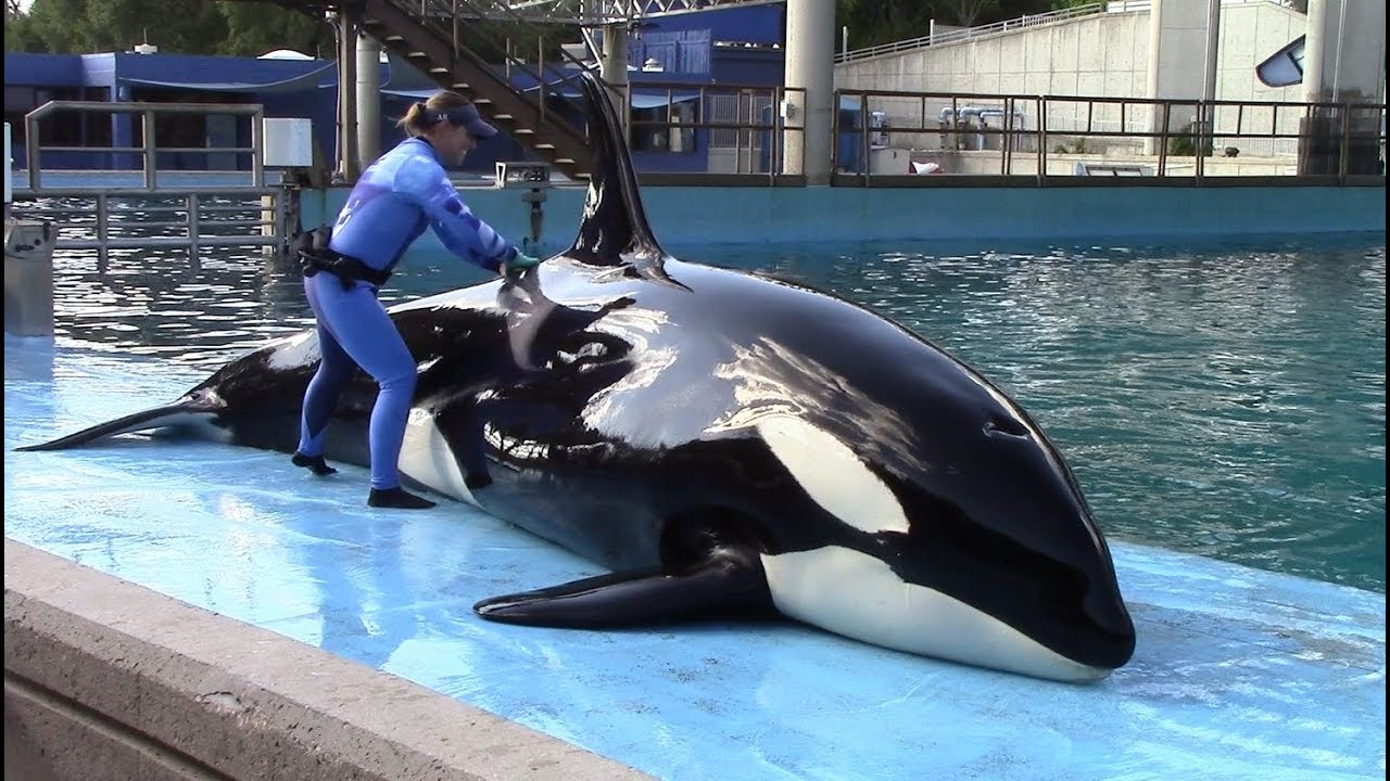 Orca Care & Research (Inside Look 2018 at SeaWorld San Antonio)