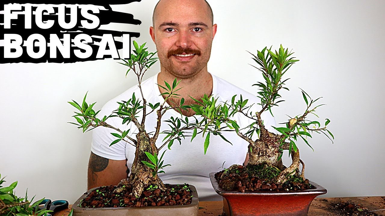 Pruning My Willow Leaf Ficus Bonsai