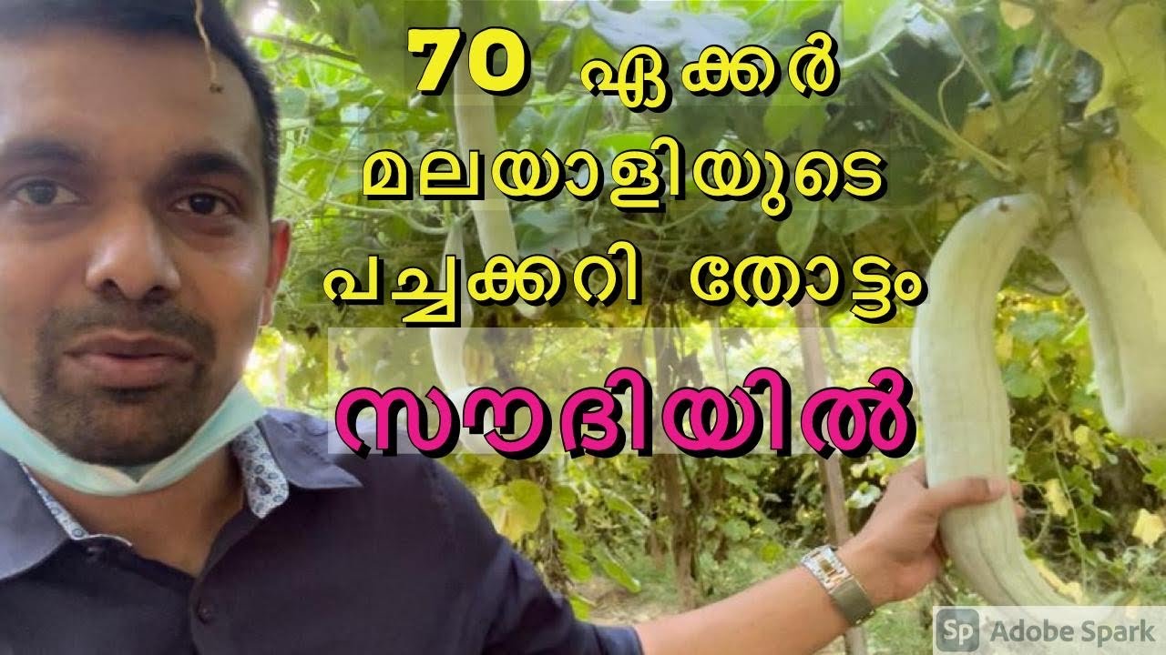 Fruit & vegetables#ഒരു മലയാളിയുടെ ഫാം#Vegetable Farm#Biggest Farm in Saudi Arabia#Marupacha Farming
