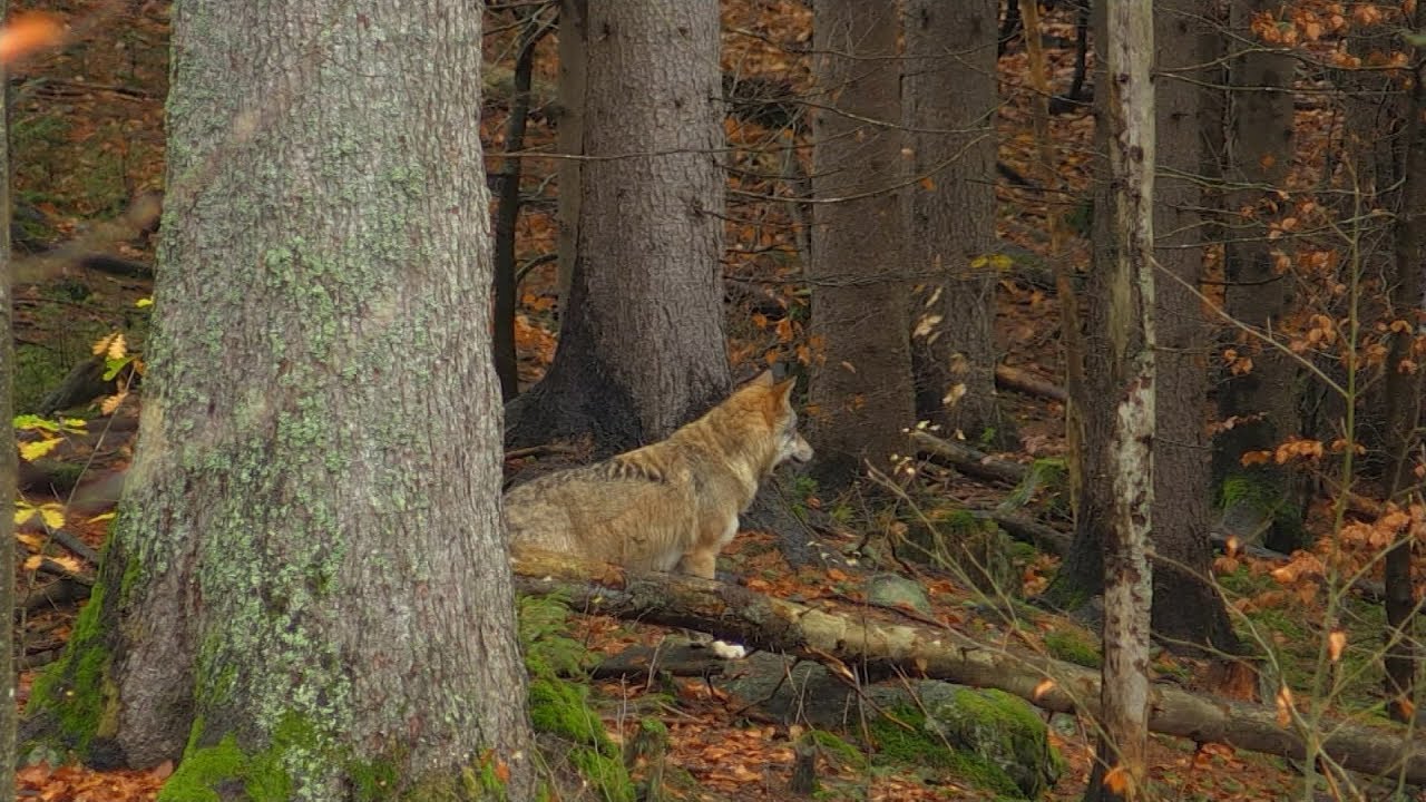 Wolf in Viechtach | BR24