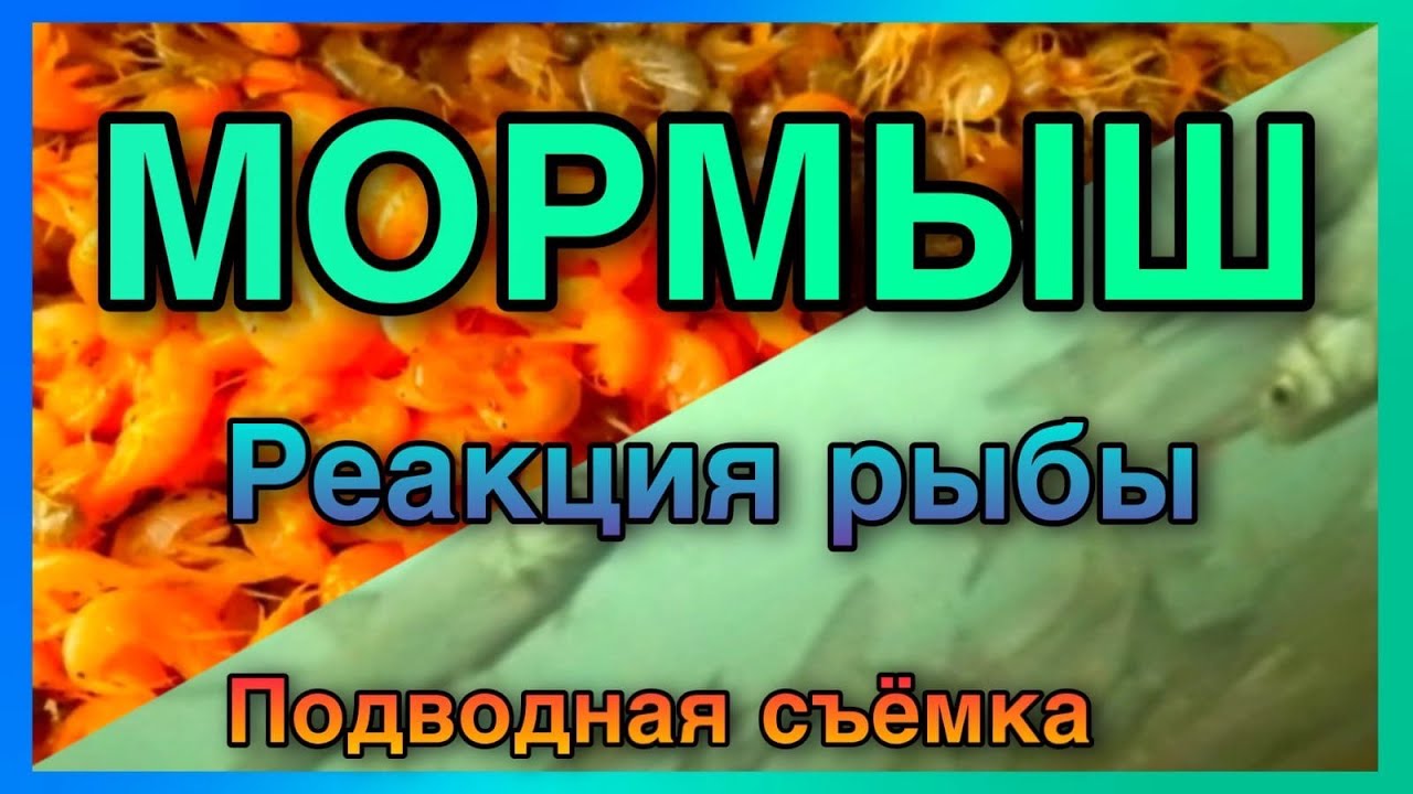 Кормлю мормышем.Реакция рыбы.Подводная съемка.