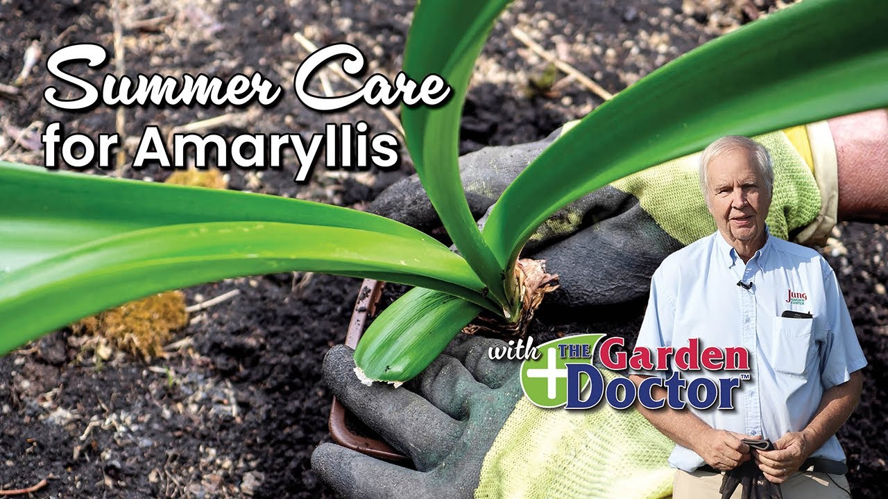 Summer Care for Amaryllis