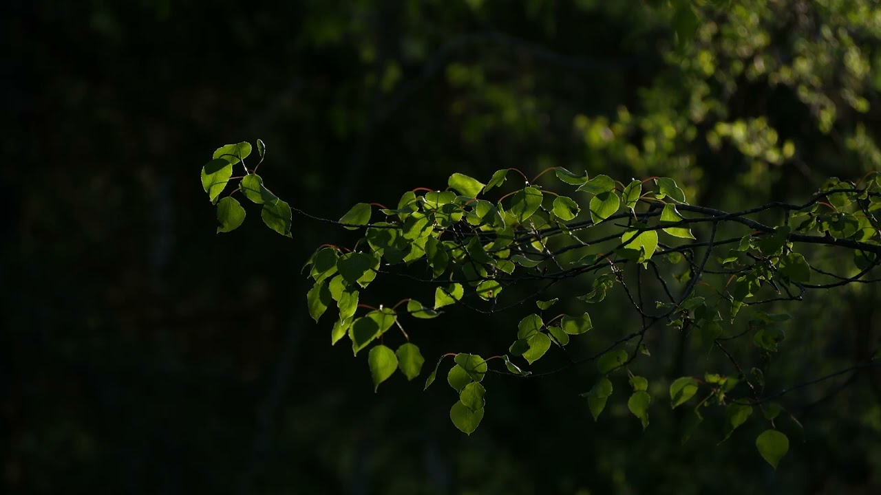 bon iver / novo amor / phoebe bridgers type instrumental “feel”