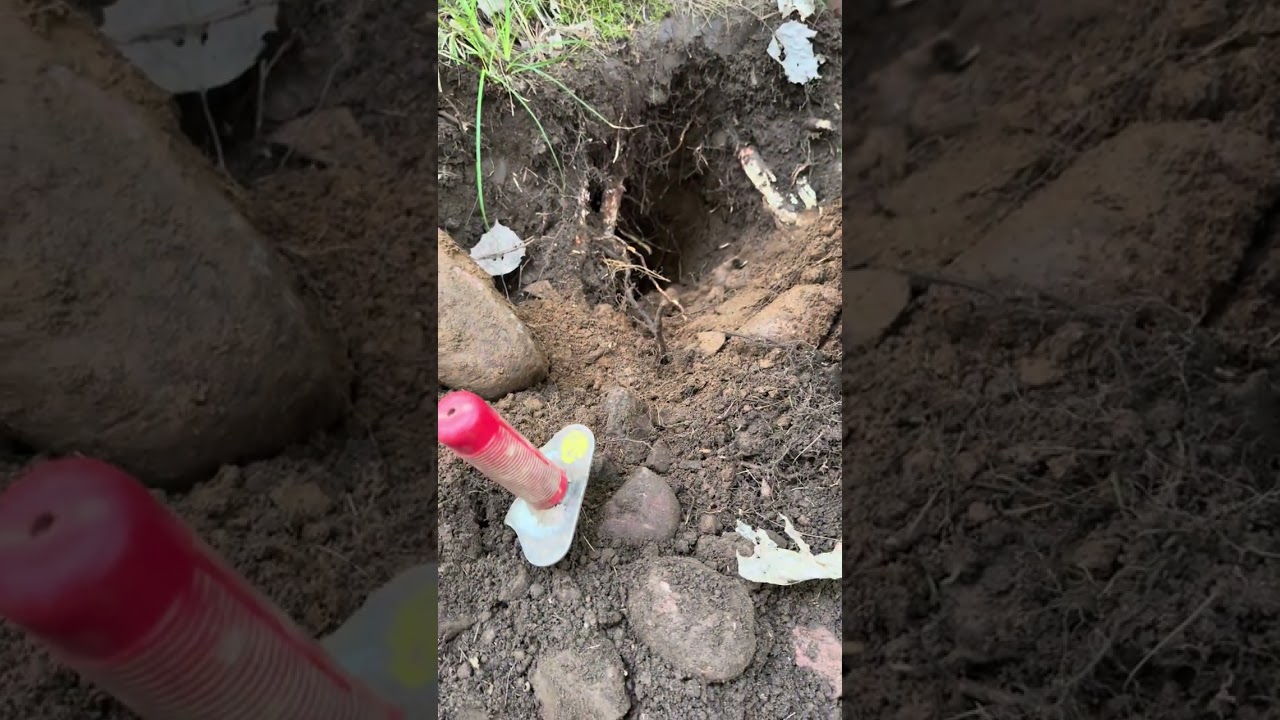 Digging up a 93 pound float copper nugget.