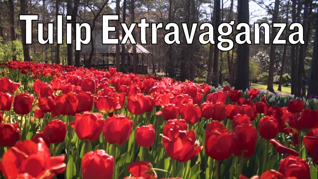 Garvan Woodland Gardens | Tulip Extravaganza