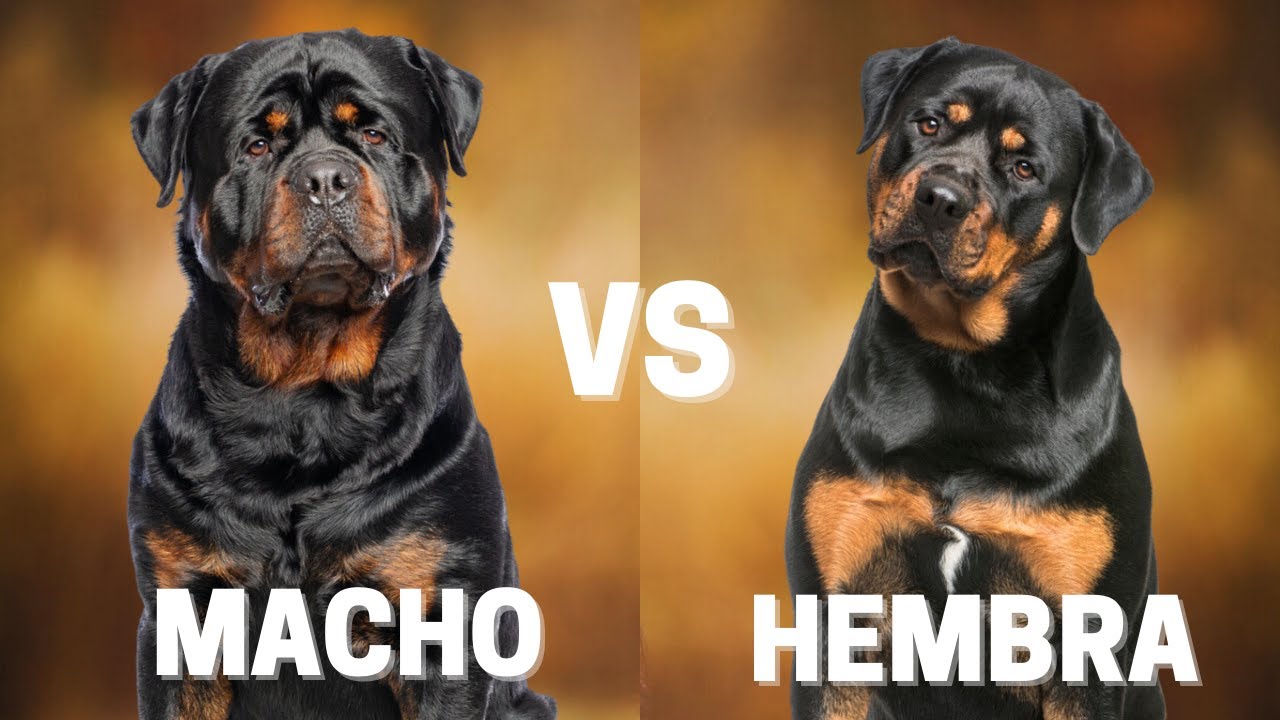 Rottweiler Macho Vs Hembra: 10 Diferencias Entre Ellos