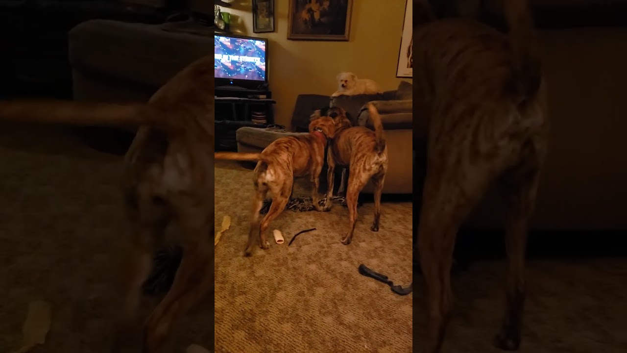 Winnie and Winston play bitey face.