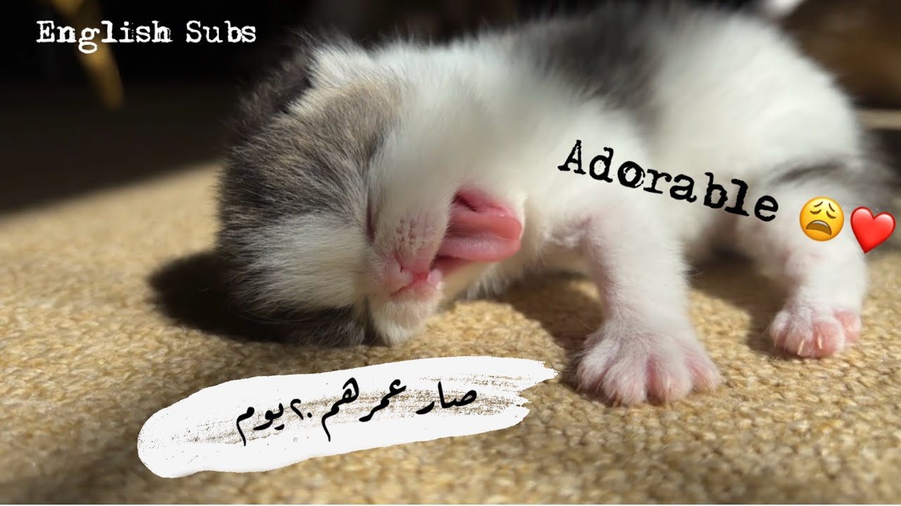 القطط الصغيره كبرت! الفيديو المنتظر.... Kitten's video 🐱🥹