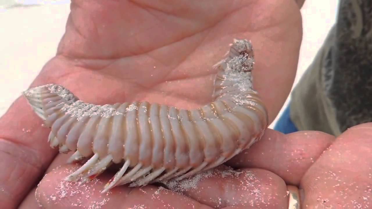 Bristleworm Bearded Fireworm (Hermodice carunculata) Found on Beach