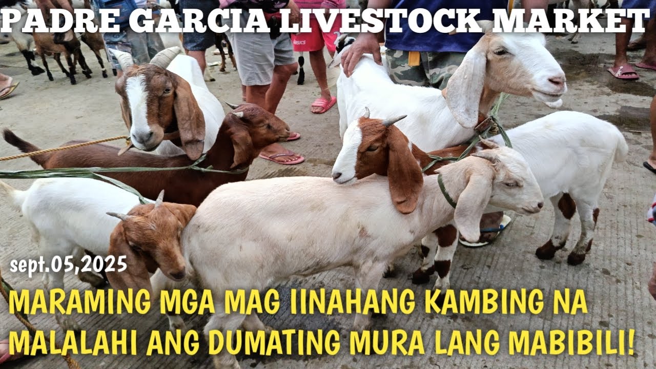 Dagsa ang Malalahing Mag iinahang Kambing! padre Garcia Batangas