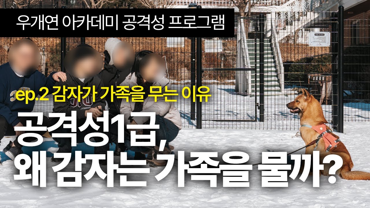 🤬공격성 1등급 왜? 감자🐕는 가족을 물까? 🚑 ep.2 감자가 가족을 무는 이유 #우리개연구소 #진돗개공격성 #공격성훈련 #강아지공격성 #사람무는개