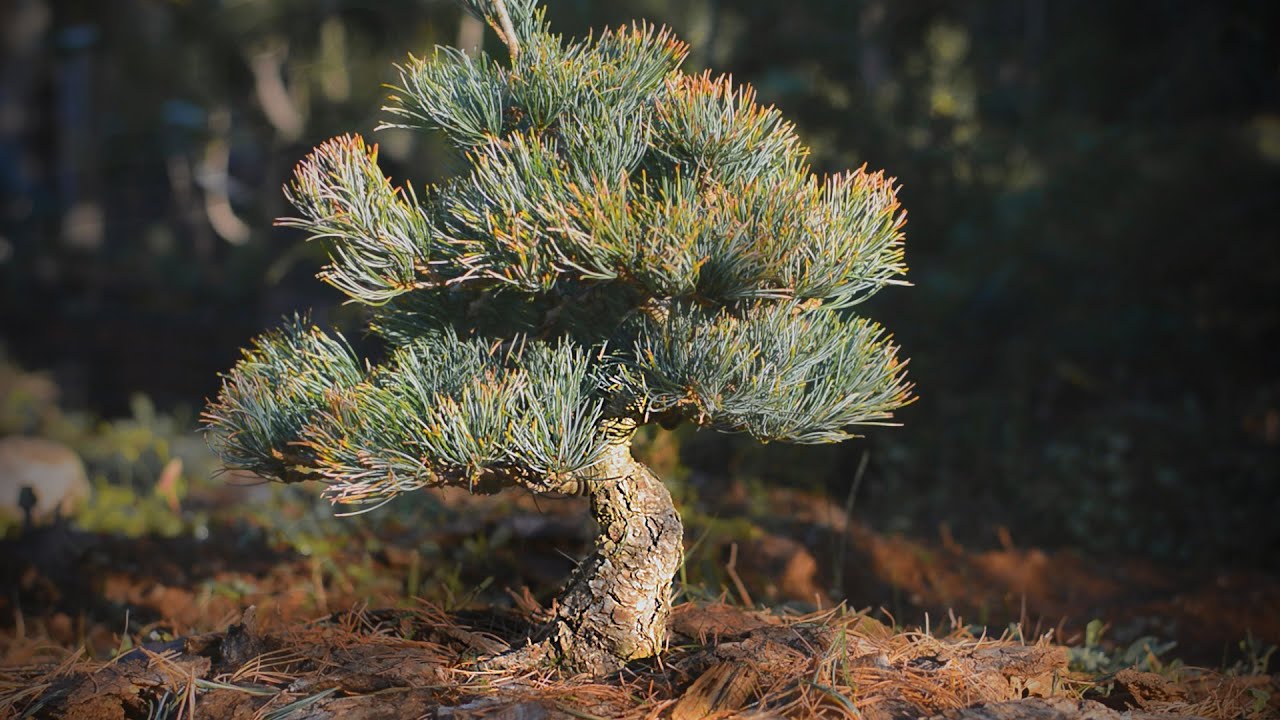 Japanese White Pine Wiring In The Field - Arkefthos Bonsai