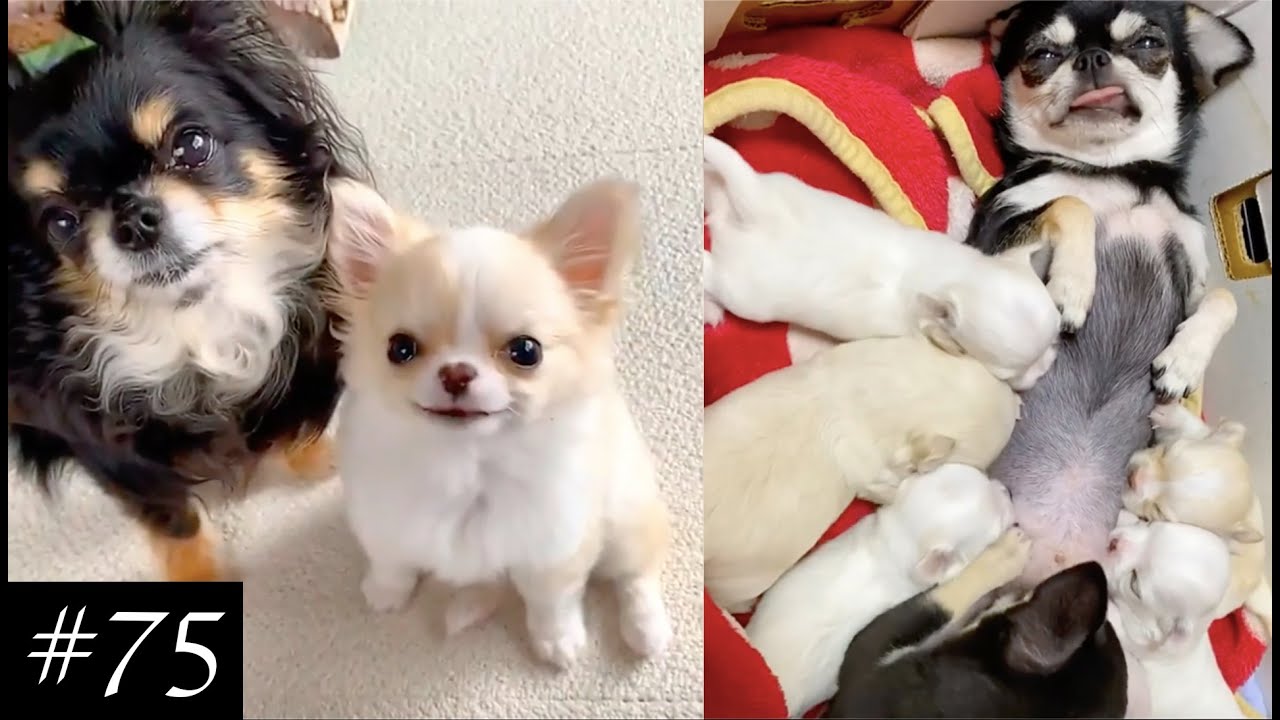 Everyone Loves Chihuahuas 🐶❤️ | Funny Chi Compilation