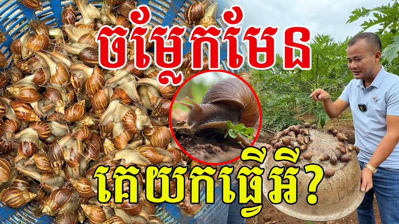 ប្លែកមែន គេយកធ្វើអ្វី ញ៉ាំបានមែនអត់?