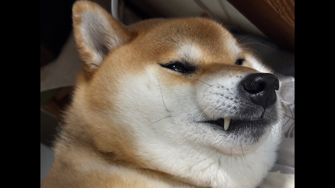 【LIVEアーカイブ】健康優良巨大柴犬よもぎ　夜も運動のため散歩