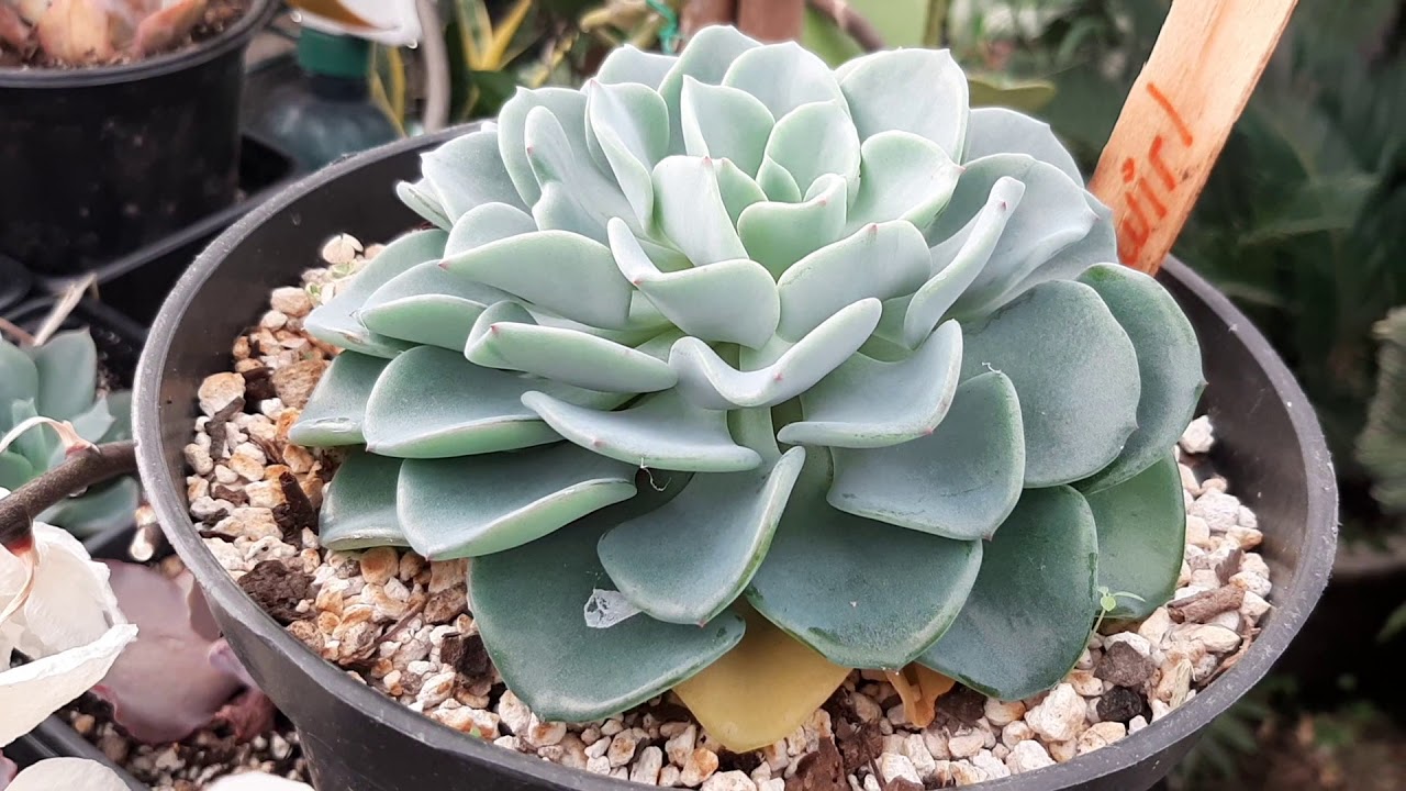 Echeveria swirl