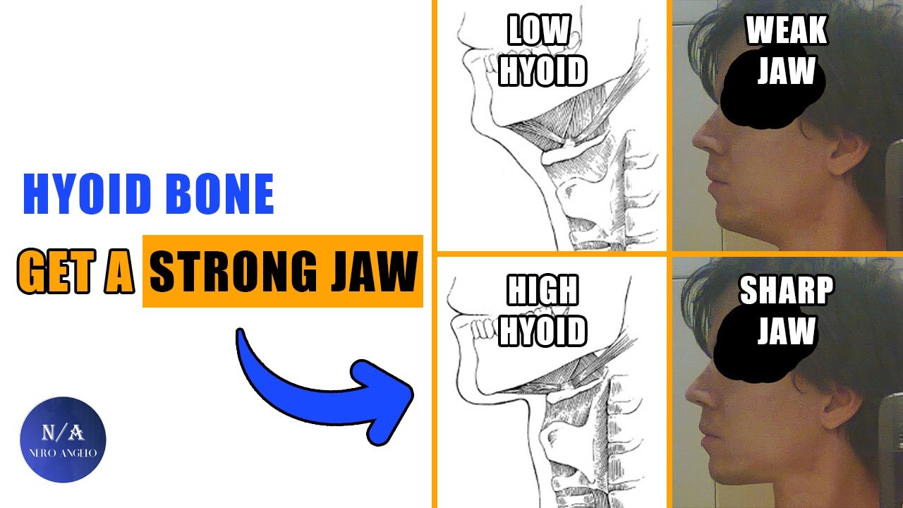 The Secret To An Attractive Jaw - Hyoid Bone (blackpill)