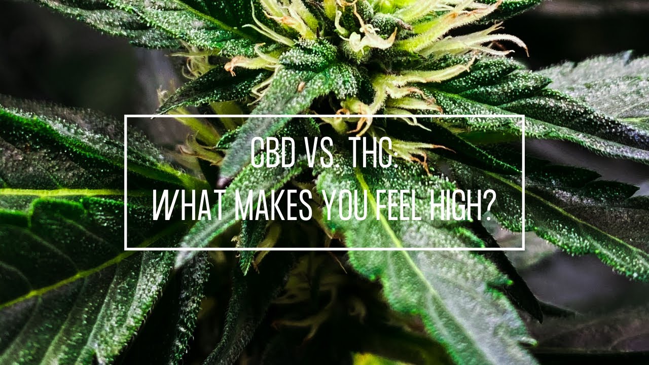 CBD vs. THC (Part 2): What Makes You Feel High? | Discover Marijuana