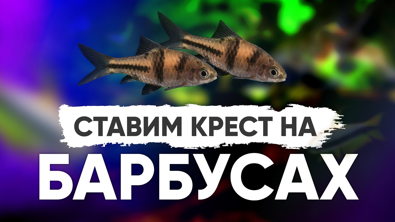 Ставим крест на барбусах