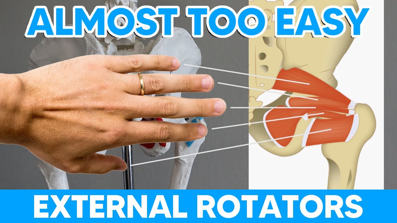 The Deep External Rotators of the Hip Made Easy