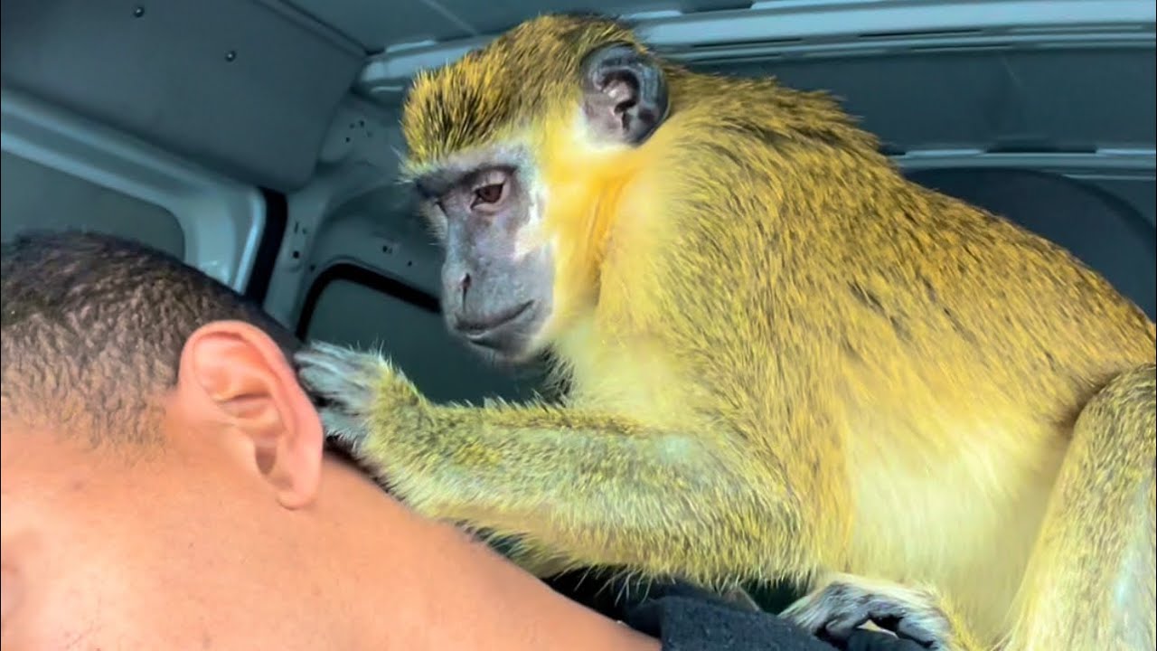 ASMR Epic Monkey Sounds & Grooming | Oddly Satisfying, Anxiety Relief, Relaxing
