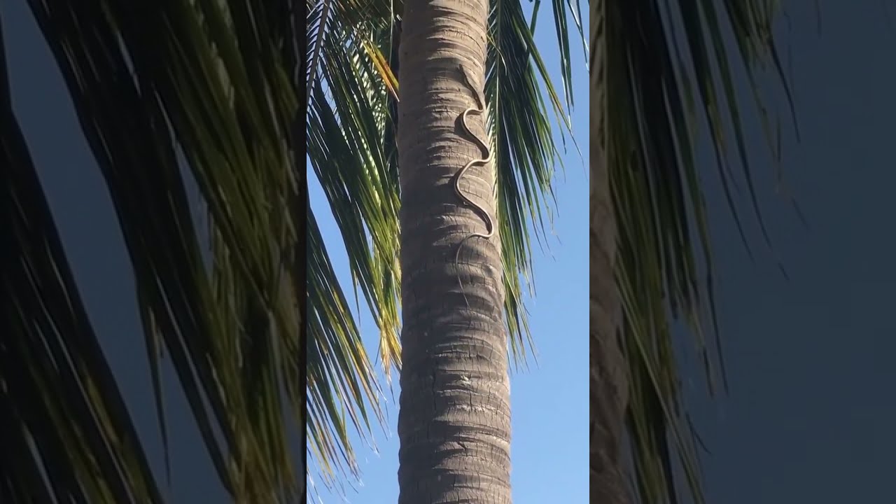 Snake Climbing a Coconut Tree #Shorts Amazing Snake In Coconut