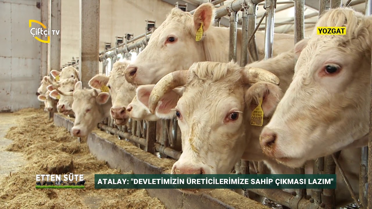 Damızlık ve Besi İşletmesinin Maliyetleri / ETTEN SÜTE - Çiftçi TV