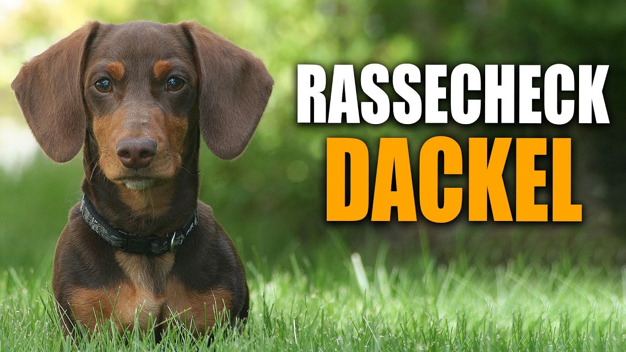 Dackel Rassecheck  - Rasseportrait, Rassebeschreibung, Informationen zur Rasse Dackel, Zwergdackel