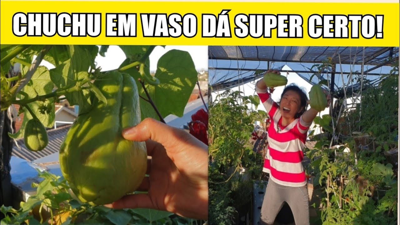 5 DICAS INCRIVEIS - NUNCA MAIS COMPRE CHUCHU! colha em casa em vaso