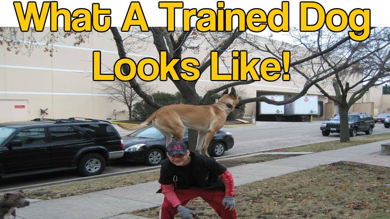 Trained Belgium Malinois- Famous Rocky