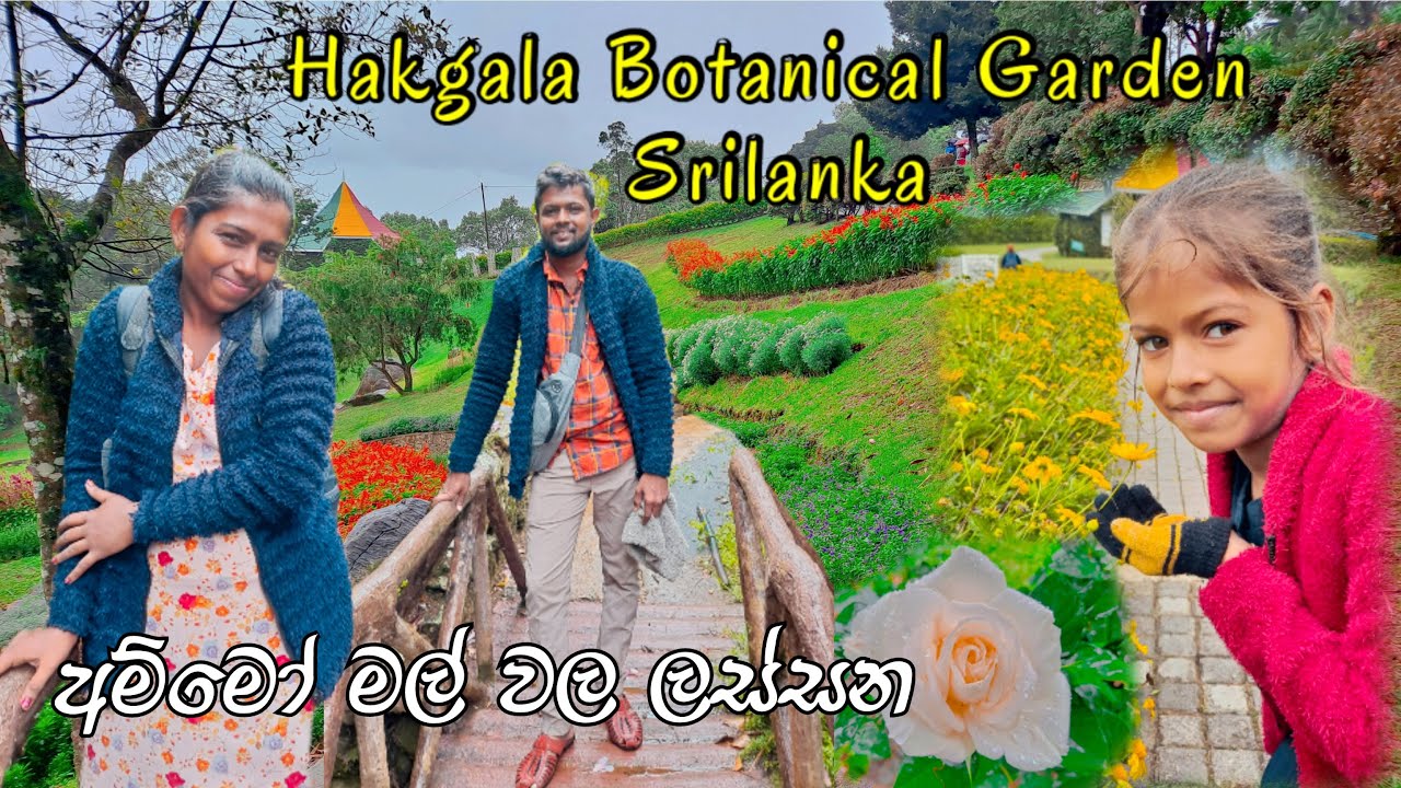 Hakgala botanical garden NuwaraEliya Sri lanka 🍀 අම්මෝ මල් වල ලස්සන..දැක්කම පිස්සු හැදෙනවා #travel