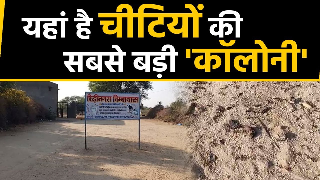 Rajasthan में Asia का सबसे बड़ा   Kedi Nagra स्थान, जहां रहती हैं करोड़ों चीटियां | वनइंडिया हिंदी