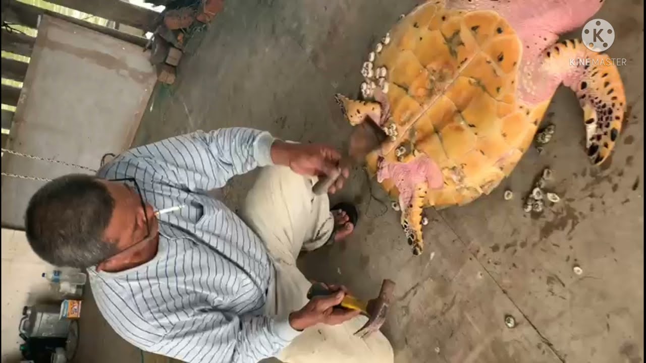 Penyu / Turtle dipaksa buat pembersihan di badan.