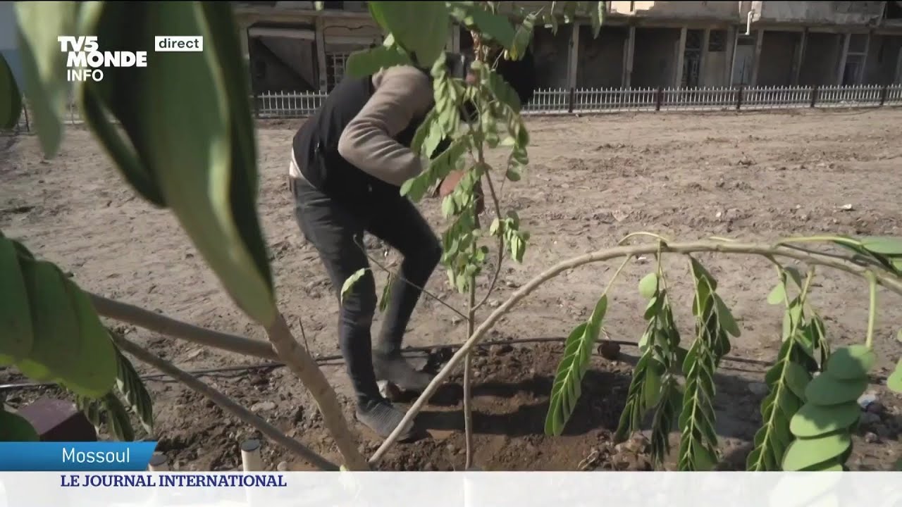 Reconstruction en Irak : Mossoul se met au vert