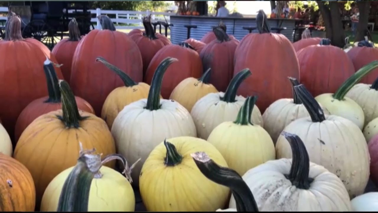 Fall outings at Crockett Family Farms Produce