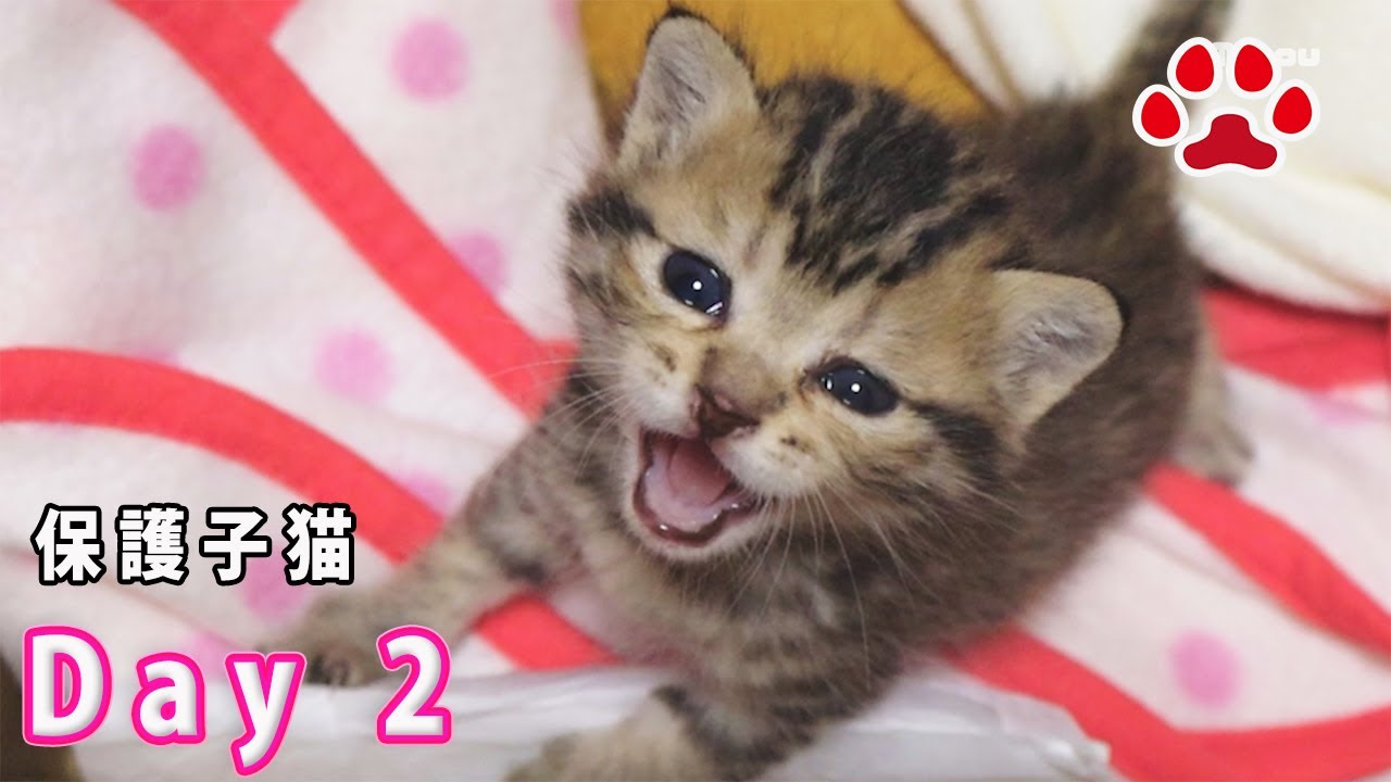 Защищенная кошка, день 2, котенок с множеством тихих мяуканий.